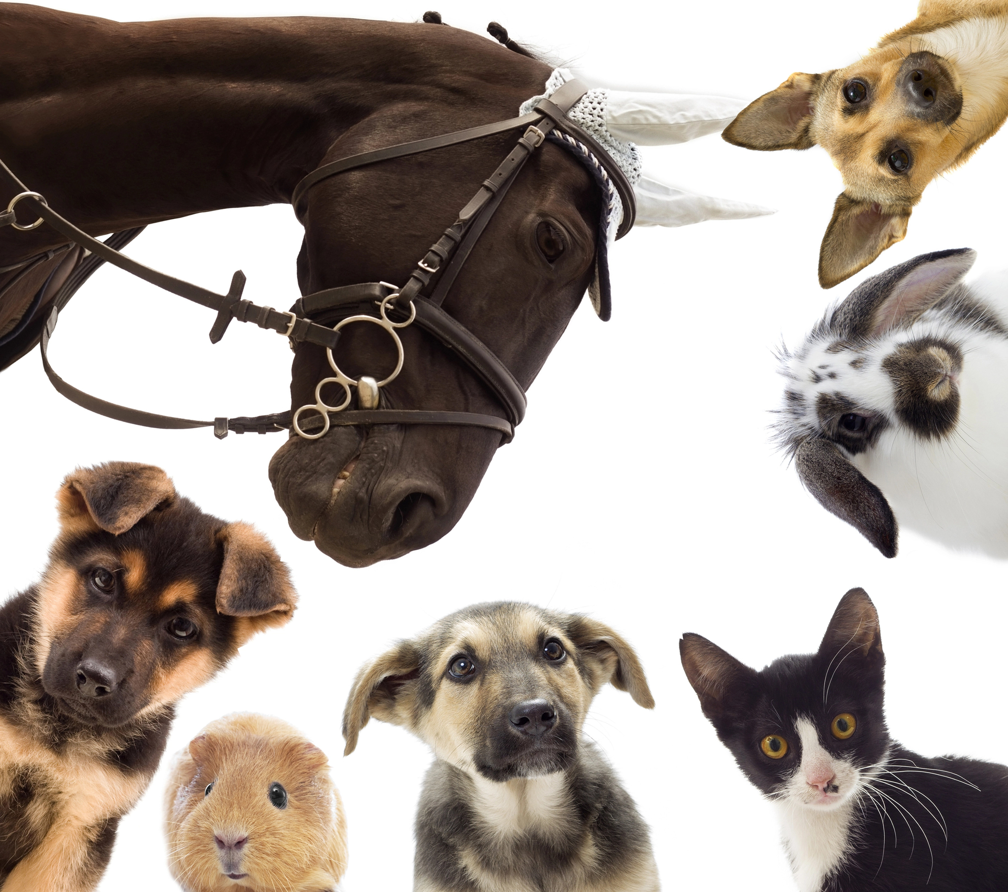 Biofeed back for pets and humans