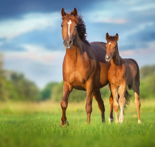 Biofeedback for Horses