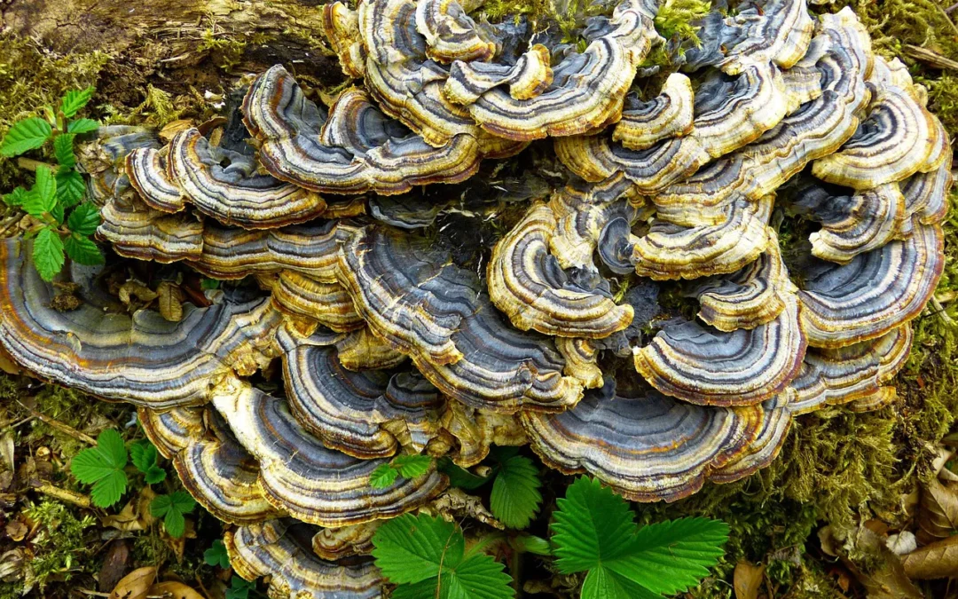 Coriolus Vesicolor Mushroom